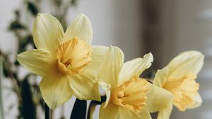 Preview wallpaper daffodils, flowers, bouquet, vase