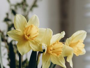 Preview wallpaper daffodils, flowers, bouquet, vase