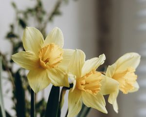 Preview wallpaper daffodils, flowers, bouquet, vase