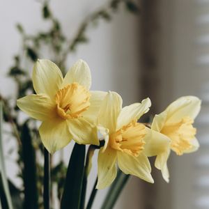 Preview wallpaper daffodils, flowers, bouquet, vase