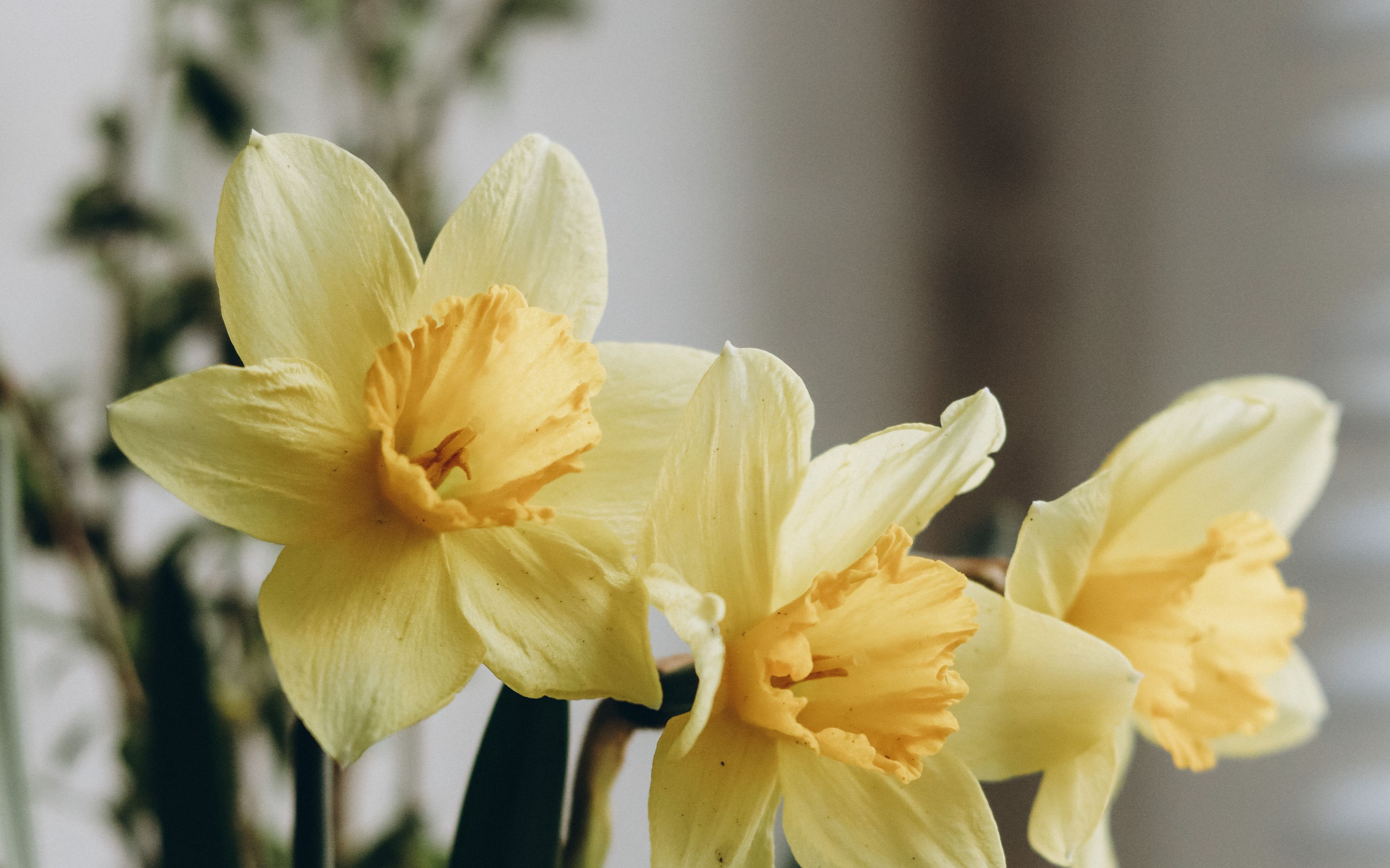 Download wallpaper 3840x2400 daffodils, flowers, bouquet, vase 4k ultra ...