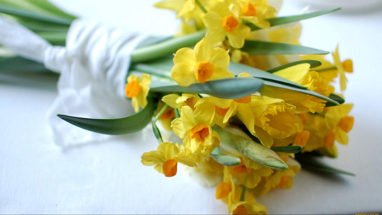 Wallpaper daffodils, flowers, bouquet, spring
