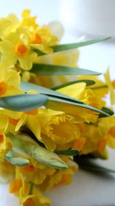 Preview wallpaper daffodils, flowers, bouquet, spring