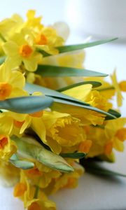 Preview wallpaper daffodils, flowers, bouquet, spring