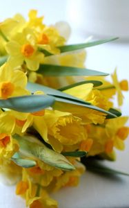 Preview wallpaper daffodils, flowers, bouquet, spring