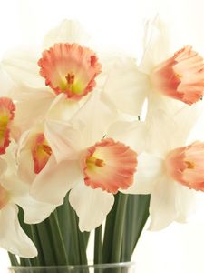 Preview wallpaper daffodils, flowers, bouquet, spring, white background