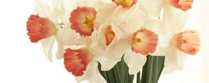 Preview wallpaper daffodils, flowers, bouquet, spring, white background