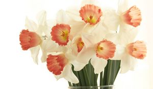 Preview wallpaper daffodils, flowers, bouquet, spring, white background