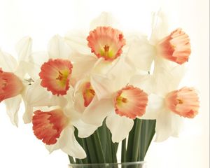 Preview wallpaper daffodils, flowers, bouquet, spring, white background