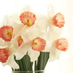 Preview wallpaper daffodils, flowers, bouquet, spring, white background