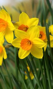 Preview wallpaper daffodils, flowers, bright, flowerbed, spring