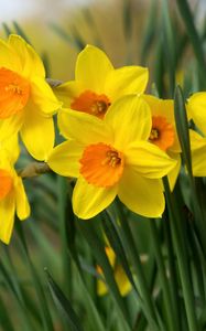 Preview wallpaper daffodils, flowers, bright, flowerbed, spring