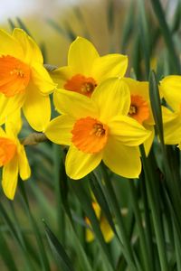 Preview wallpaper daffodils, flowers, bright, flowerbed, spring