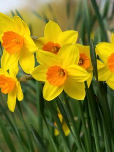 Preview wallpaper daffodils, flowers, bright, flowerbed, spring