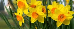 Preview wallpaper daffodils, flowers, bright, flowerbed, spring