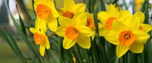 Preview wallpaper daffodils, flowers, bright, flowerbed, spring