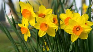 Preview wallpaper daffodils, flowers, bright, flowerbed, spring
