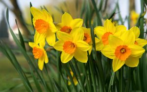 Preview wallpaper daffodils, flowers, bright, flowerbed, spring