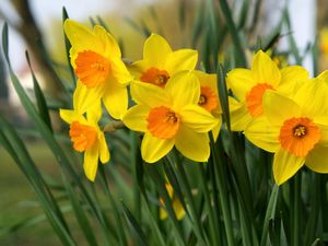 Preview wallpaper daffodils, flowers, bright, flowerbed, spring