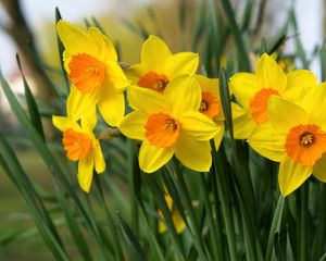 Preview wallpaper daffodils, flowers, bright, flowerbed, spring