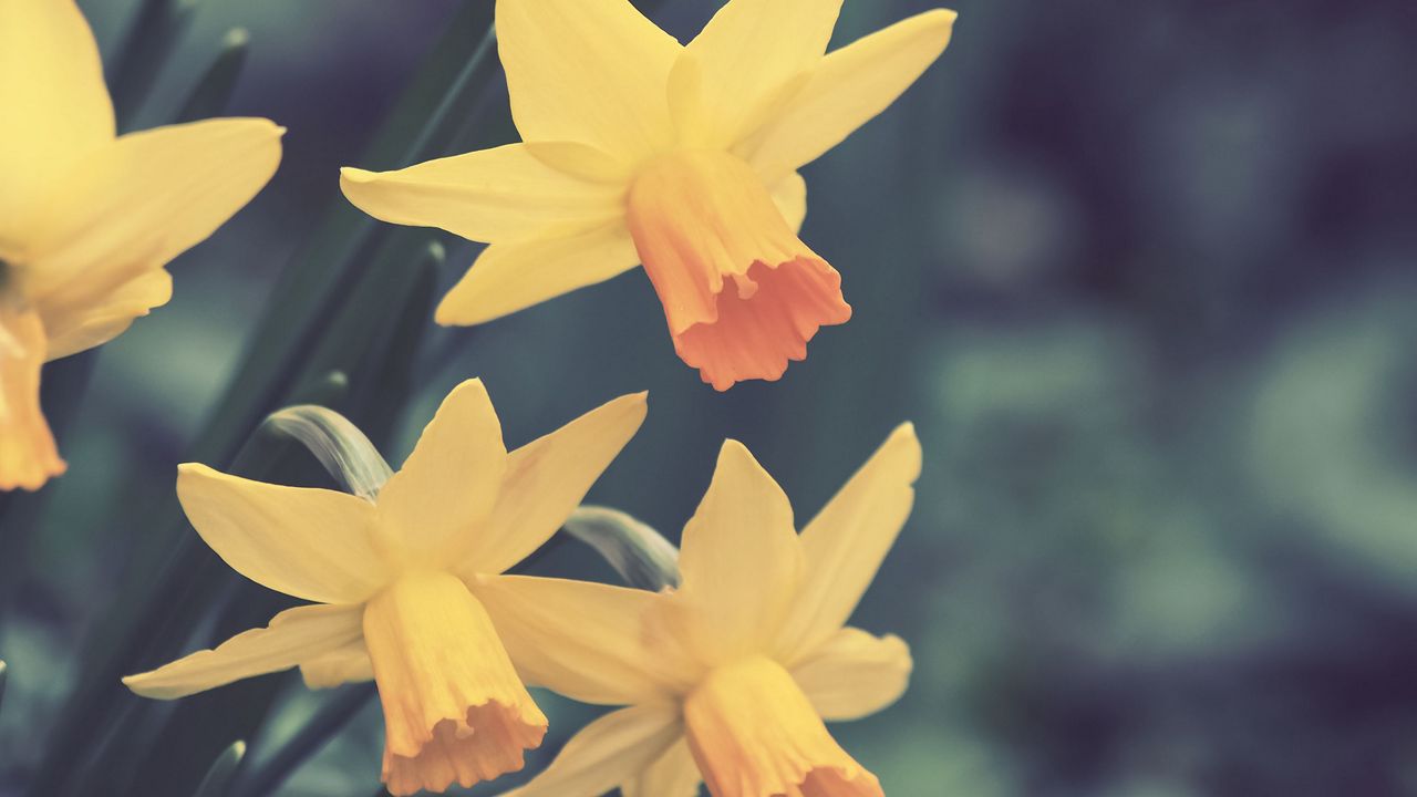 Wallpaper daffodils, flowers, buds