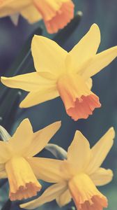 Preview wallpaper daffodils, flowers, buds