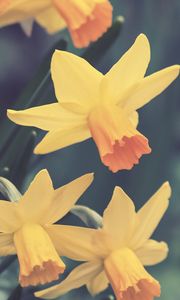 Preview wallpaper daffodils, flowers, buds