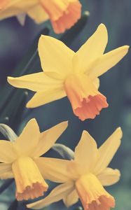 Preview wallpaper daffodils, flowers, buds