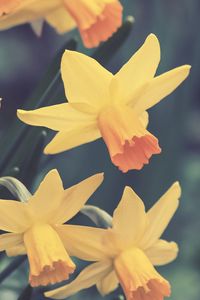 Preview wallpaper daffodils, flowers, buds