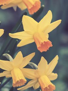 Preview wallpaper daffodils, flowers, buds