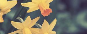 Preview wallpaper daffodils, flowers, buds