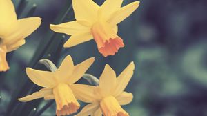 Preview wallpaper daffodils, flowers, buds