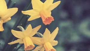 Preview wallpaper daffodils, flowers, buds