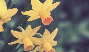 Preview wallpaper daffodils, flowers, buds