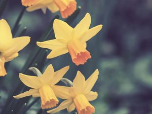 Preview wallpaper daffodils, flowers, buds