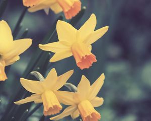 Preview wallpaper daffodils, flowers, buds