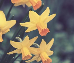 Preview wallpaper daffodils, flowers, buds