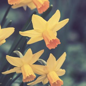 Preview wallpaper daffodils, flowers, buds