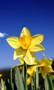 Preview wallpaper daffodils, flowers, buds, sky, spring, cloud