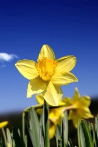Preview wallpaper daffodils, flowers, buds, sky, spring, cloud