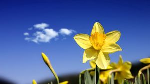 Preview wallpaper daffodils, flowers, buds, sky, spring, cloud