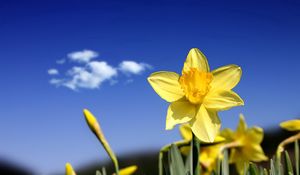 Preview wallpaper daffodils, flowers, buds, sky, spring, cloud