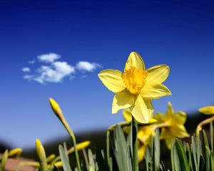 Preview wallpaper daffodils, flowers, buds, sky, spring, cloud