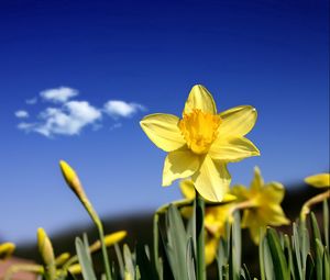Preview wallpaper daffodils, flowers, buds, sky, spring, cloud
