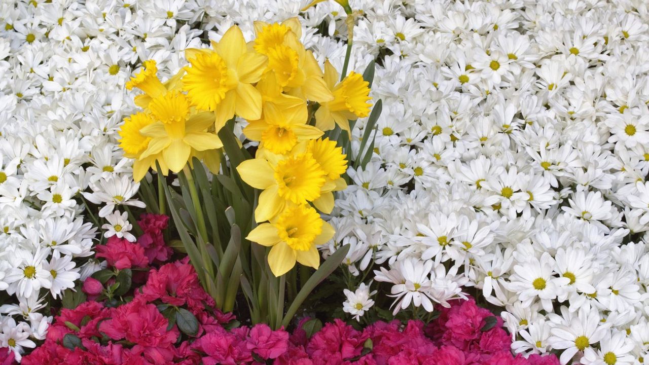 Wallpaper daffodils, flowers, daisies
