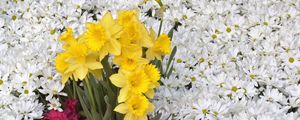 Preview wallpaper daffodils, flowers, daisies
