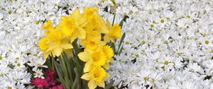 Preview wallpaper daffodils, flowers, daisies