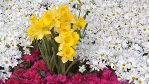 Preview wallpaper daffodils, flowers, daisies