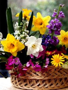 Preview wallpaper daffodils, flowers, different, composition, basket