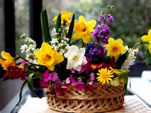 Preview wallpaper daffodils, flowers, different, composition, basket